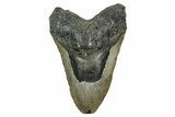 Bargain, Fossil Megalodon Tooth - North Carolina #344061-1